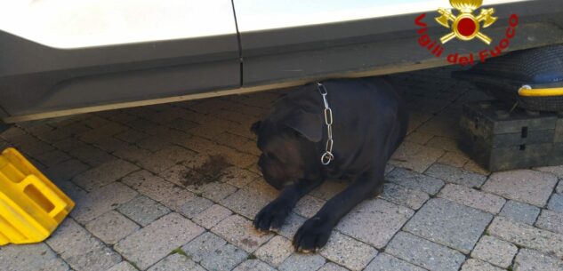 La Guida - Liberato un cane incastrato sotto un auto
