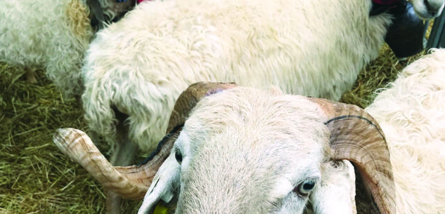 La Guida - La Mostra interprovinciale di ovini di razza Frabosana Roaschina