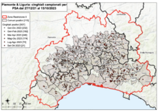 La Guida - Peste suina africana, quasi 500 le carcasse in Piemonte