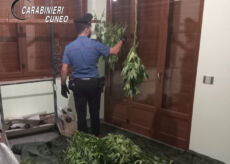 La Guida - Coltivazione di cannabis in un’area boschiva, arrestato