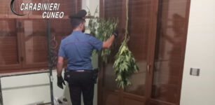 Coltivazione di cannabis in un’area boschiva, arrestato La Guida - Coltivazione di cannabis in un’area boschiva, arrestato
