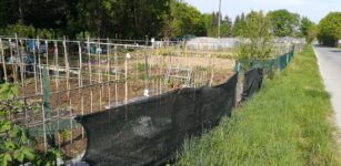 Borgo, domande al Comune per l’assegnazione degli orti urbani La Guida - Borgo, domande al Comune per l’assegnazione degli orti urbani