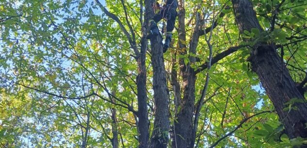 La Guida - Vigili del fuoco recuperano un gatto in cima a un albero