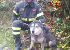 La Guida - Vigili del fuoco salvano un cane