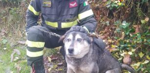 La Guida - Vigili del fuoco salvano un cane