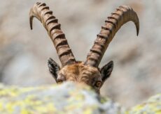 La Guida - Anime alpine: ritratti essenziali degli abitanti della montagna selvaggia