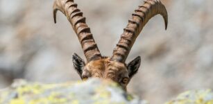 La Guida - Anime alpine: ritratti essenziali degli abitanti della montagna selvaggia