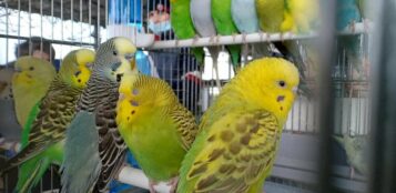 La Guida - Mercatino dei piccoli animali al Miac, appuntamento a gennaio