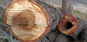 La Guida - In corso l’abbattimento degli alberi a rischio caduta in centro città