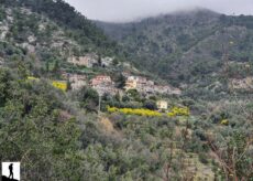 La Guida - Il sentiero delle mimose e la Cima Cialancia