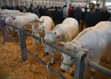 La Guida - La “piemontese” protagonista della mostra regionale zootecnica di Quaresima