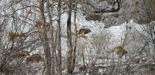 Strage di cervi in alta Valle Stura La Guida - Strage di cervi in alta Valle Stura