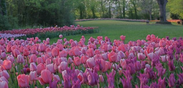 La Guida - Tulipani e narcisi in mostra al Castello di Pralormo dal 30 marzo al 1° maggio