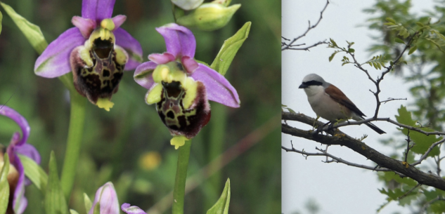 La Guida - Parco Fluviale, a Tetto Dolce un habitat naturale con 9 specie di orchidee, alcune rarissime