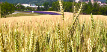 La Guida - Progetti di filiera: i cereali