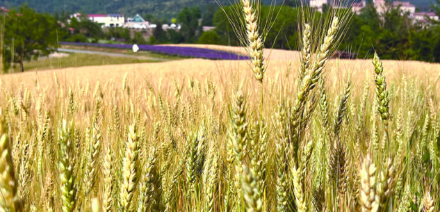 La Guida - Le aziende agricole cuneesi combattono contro l’eccessivo consumo dei terreni