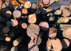 La Guida - La filiera del legno e il suo potenziale, da biomassa energetica a materiale per prodotti di pregio