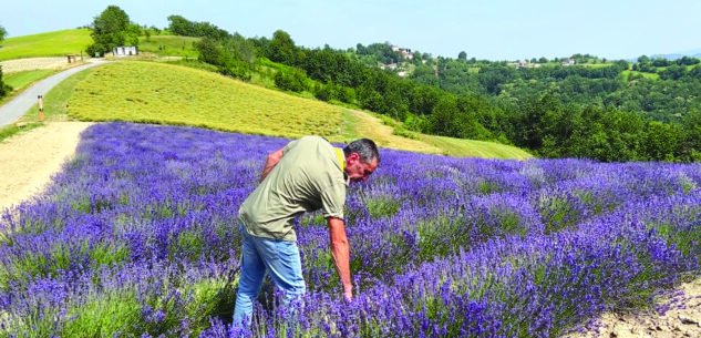 La Guida - Comparto biologico in crescita, in Italia oltre 2,3 milioni di ettari di superfici