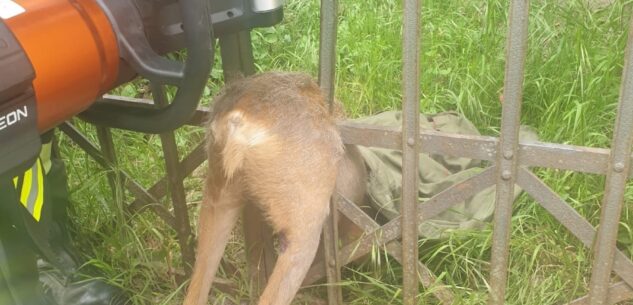 La Guida - Saluzzo, capriolo liberato da una recinzione