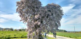 La Guida - Il glicine a forma di cuore che incanta i passanti