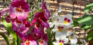 La Guida - Il castello di Pralormo riapre con le sue fioriture, in dono i bulbi di Messer Tulipano