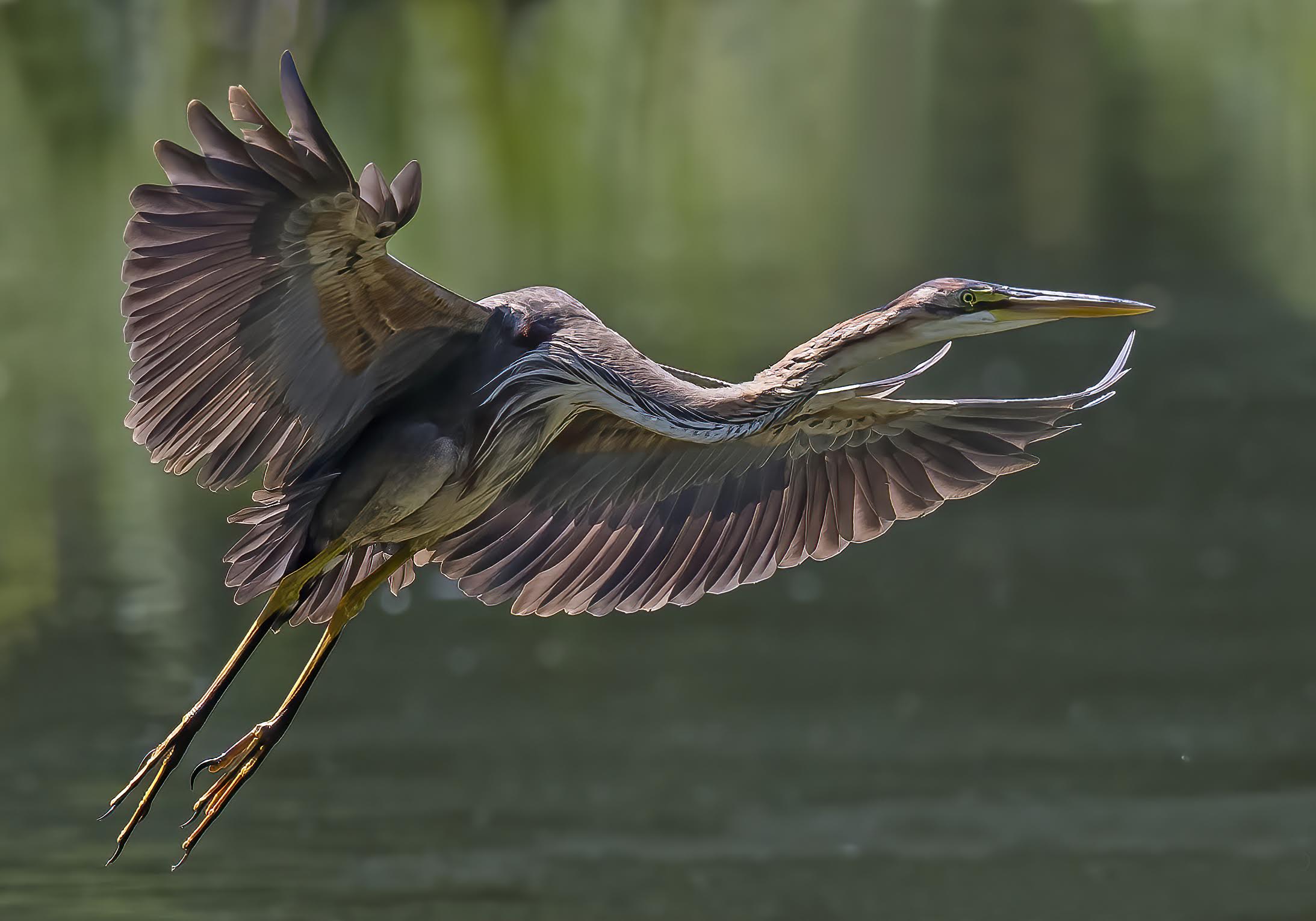 Assaggi di Biodiversità nella Riserva naturale Crava Morozzo