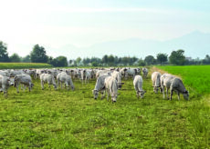 La Guida - La carne dei bovini della Piemontese continua a soffrire una forte crisi di mercato