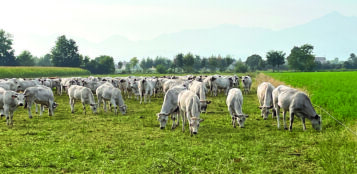 La Guida - La carne dei bovini della Piemontese continua a soffrire una forte crisi di mercato