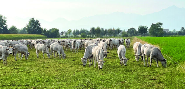 La Guida - La carne dei bovini della Piemontese continua a soffrire una forte crisi di mercato