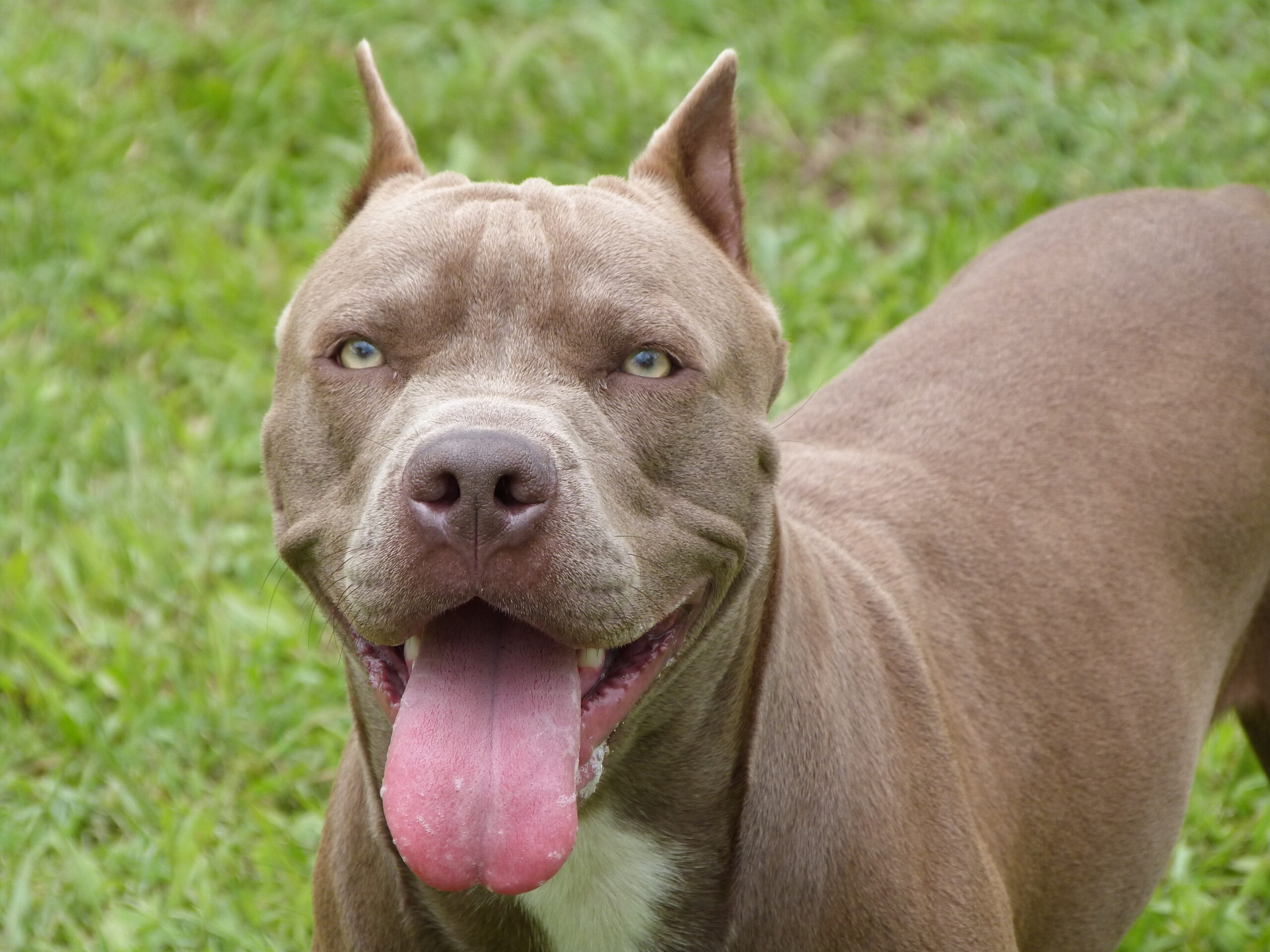 Si lamenta del pitbull libero, insultata e minacciata dai vicini