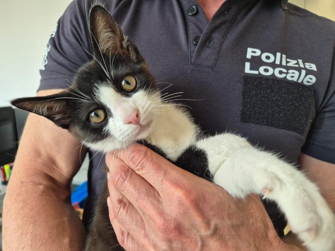 La Polizia Locale di Boves salva e “adotta” un gattino che ora ha bisogno di un padrone
