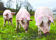 La Guida - Progetti di filiera: prosciutti e bresaola