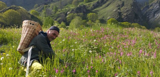 La Guida - Un corso per imparare a conoscere e cucinare con le erbe di montagna