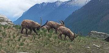 La Guida - Marmotte, stambecchi e genzianelle sul Colle dell’Agnello