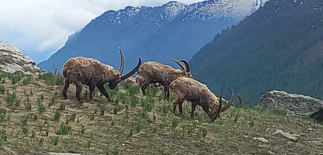 La Guida - Marmotte, stambecchi e genzianelle sul Colle dell’Agnello