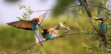 La Guida - Fotografia, alla ricerca dei gruccioni lungo il Sentiero sul Maira