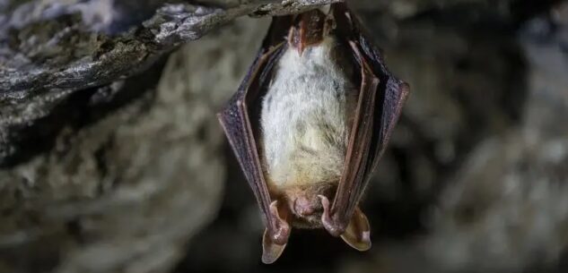 La Guida - È in corso il monitoraggio annuale della colonia dei pipistrelli di Staffarda