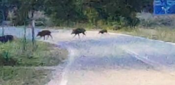 La Guida - Tredici cinghiali gli attraversano la strada mentre va a lavorare