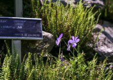 La Guida - Apre Valderia, il “paradiso” dei fiori alpini con oltre 500 specie di piante