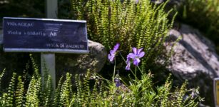 La Guida - Apre Valderia, il “paradiso” dei fiori alpini con oltre 500 specie di piante