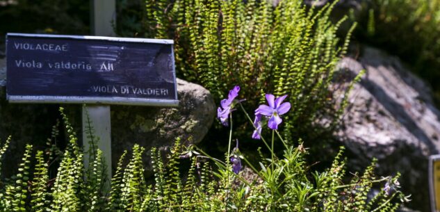 La Guida - Apre Valderia, il “paradiso” dei fiori alpini con oltre 500 specie di piante