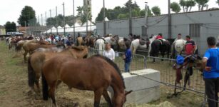 La Guida - Domenica la magia del mondo equestre con il Raduno Cavalli Passatore