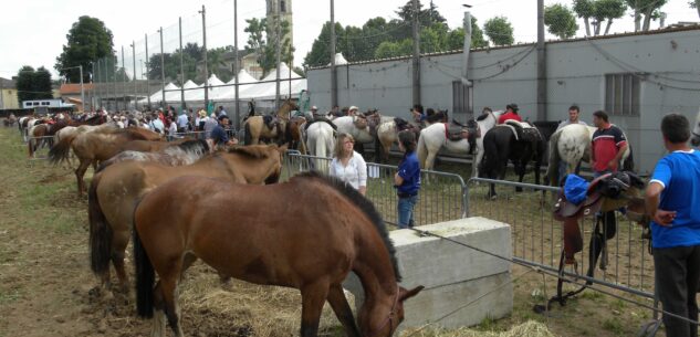 La Guida - Domenica la magia del mondo equestre con il Raduno Cavalli Passatore