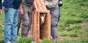 La Guida - Bibi è tornata in Valle Varaita, liberata la giovane femmina di camoscio salvata un anno fa