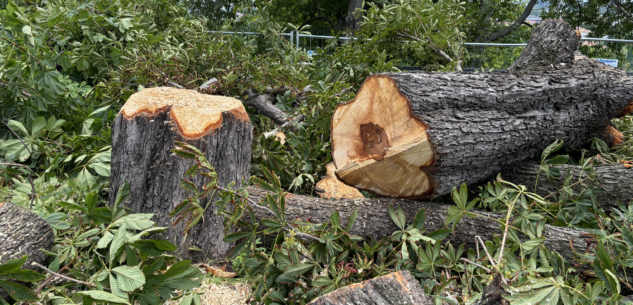 La Guida - Abbattimenti e ripiantumazioni di alberi in città