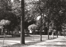 La Guida - Il viale degli Angeli, quasi d’estate