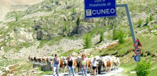 La Guida - Seguire dal vivo la transumanza in Valle Stura