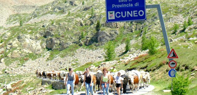 La Guida - Seguire dal vivo la transumanza in Valle Stura