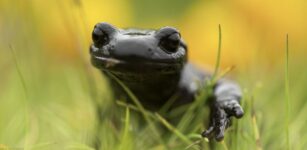 La Guida - Crissolo, mostra fotografica sugli animali del Parco naturale del Monviso