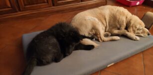 Nova Coop, colletta alimentare per gli amici animali La Guida - Nova Coop, colletta alimentare per gli amici animali